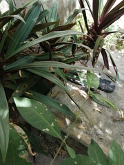 Tradescantia spathacea