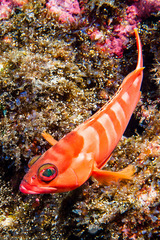 Epinephelus fasciatus