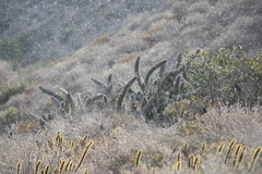 Stenocereus gummosus