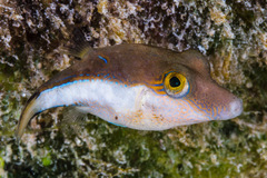 Canthigaster rostrata