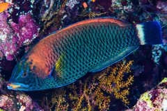 Pseudodax moluccanus