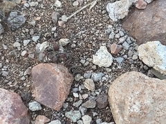 Novomessor albisetosus