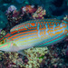 Cosmetic Wrasse - Photo (c) François Libert, some rights reserved (CC BY-NC-SA), uploaded by François Libert