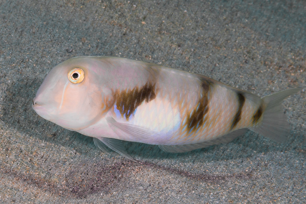 Pale Razorfish