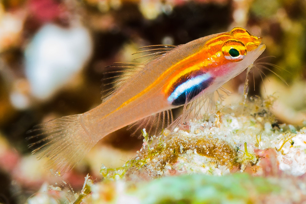 Blackbelly Dwarfgoby