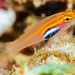 Neon Pygmy-Goby - Photo (c) François Libert, some rights reserved (CC BY-NC-SA), uploaded by François Libert