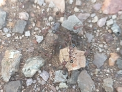 Novomessor albisetosus