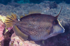 Cantherhines pardalis