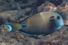 Acanthurus tennentii
