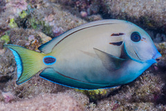 Acanthurus tennentii