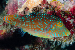 Canthigaster solandri