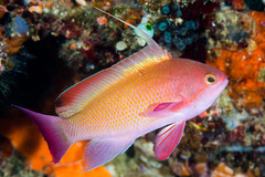 Pseudanthias squamipinnis