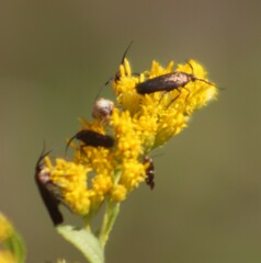 Acoloithus falsarius
