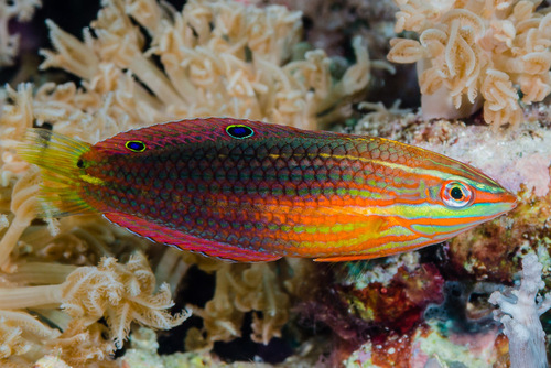 Tweeoog-lipvis (Halichoeres biocellatus) — Labridae
