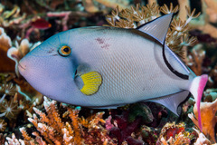 Melichthys vidua