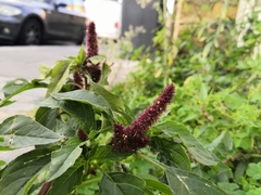Amaranthus caudatus