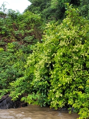 Serjania paucidentata