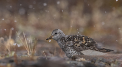 Calidris virgata
