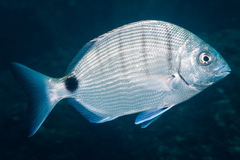Moroccan White Seabream photo 3