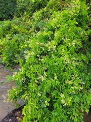 Serjania paucidentata