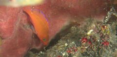 Pseudanthias squamipinnis