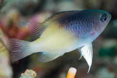 Chrysiptera rollandi