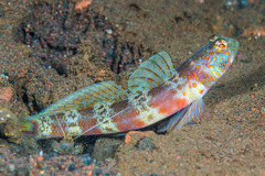 Amblyeleotris periophthalmus