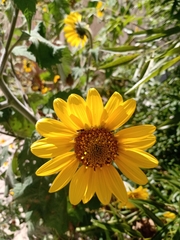 Tithonia tubaeformis