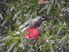 Red Wattlebird photo 3