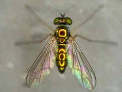 Dolichopodidae