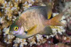 Whitespotted Devil photo 3