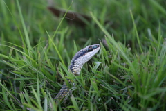 Leptophis ahaetulla marginatus