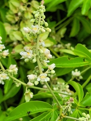 Serjania paucidentata