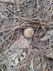 Lycoperdon perlatum