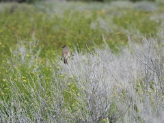 Leptasthenura aegithaloides
