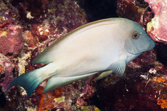 Ctenochaetus striatus