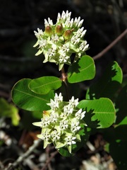Asclepias curtissii