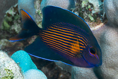 Ctenochaetus striatus