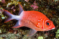 Sargocentron caudimaculatum