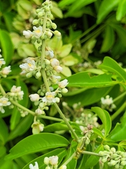 Serjania paucidentata