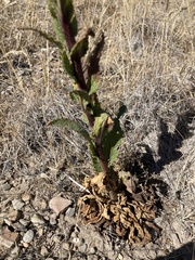 Verbascum virgatum