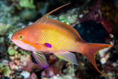 Pseudanthias squamipinnis