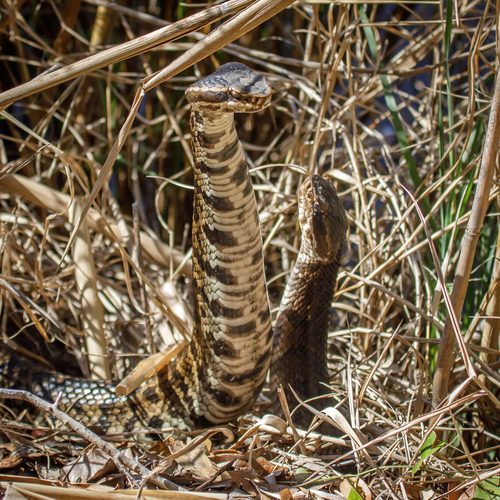Florida × Northern Cottonmouth