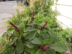 Amaranthus caudatus