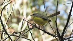 Basileuterus culicivorus