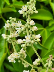 Serjania paucidentata