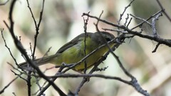 Basileuterus culicivorus