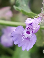 Nepeta racemosa