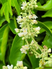 Serjania paucidentata