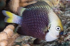 Dascyllus flavicaudus